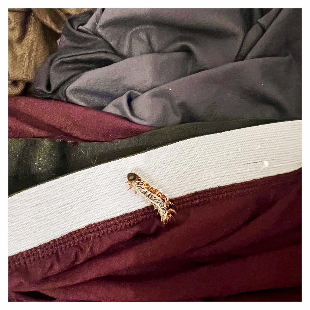 Chenille processionnaire accrochée à des vêtements après une sortie en extérieur.