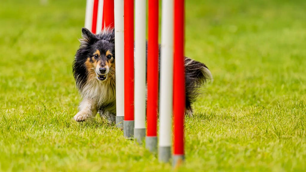 bannière photographe chien agility Val d'Oise - Yvelines