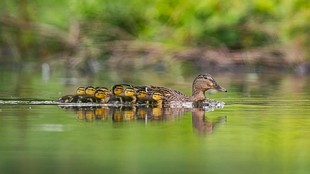 Mère canard suivie de ses canetons sur une eau calme sur un étang du Val-d'Oise