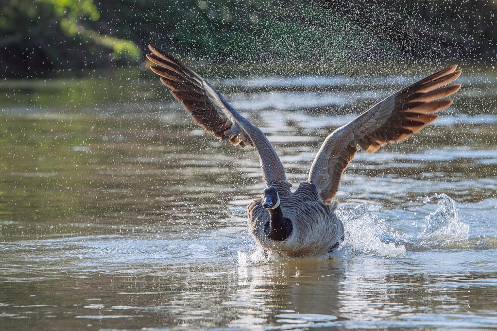 bernache sur la Seine à l'atterrissage