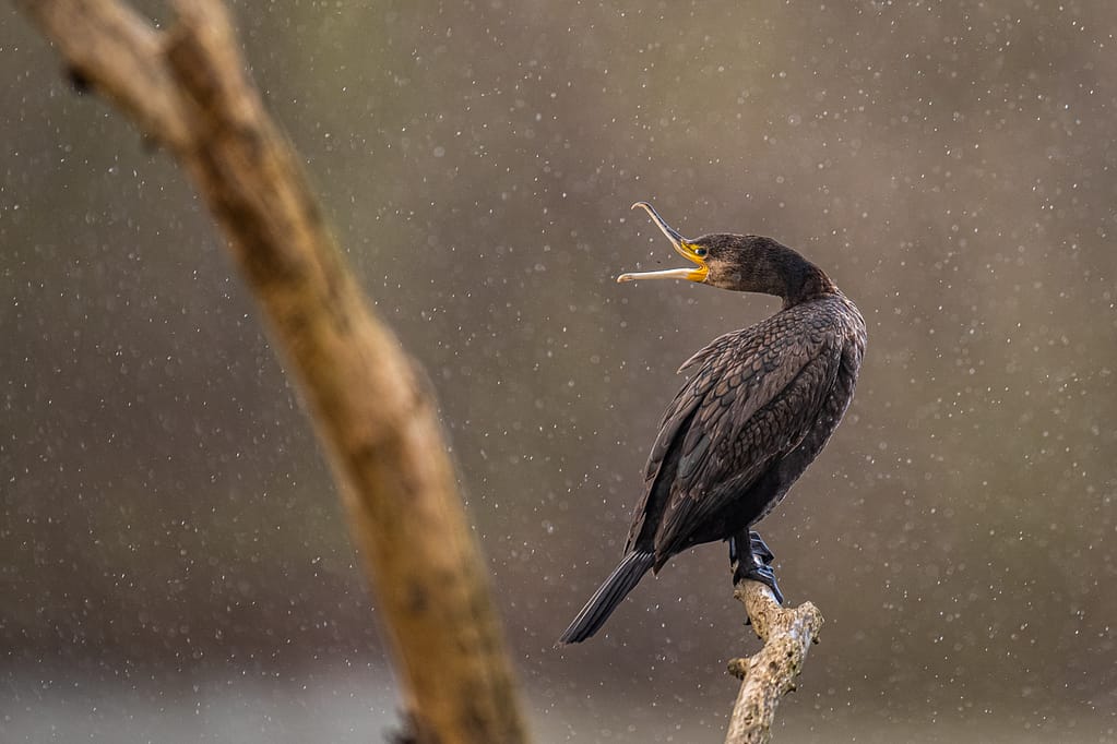 photo de cormoran sur un perchoir sous la pluie avec le bec grand ouvert