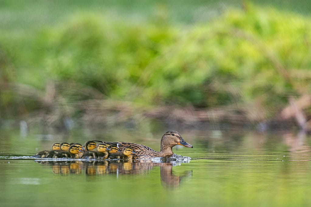 photo d'une maman canard colvert avec ses nombreux petits