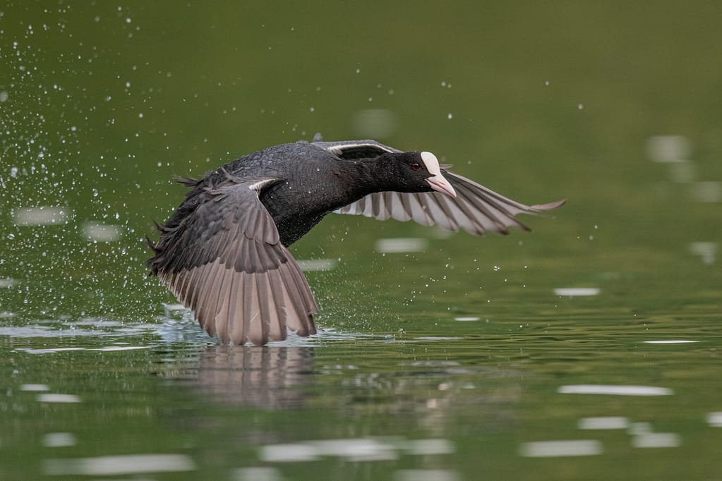 photo de foulque qui vole juste au dessus de l'eau