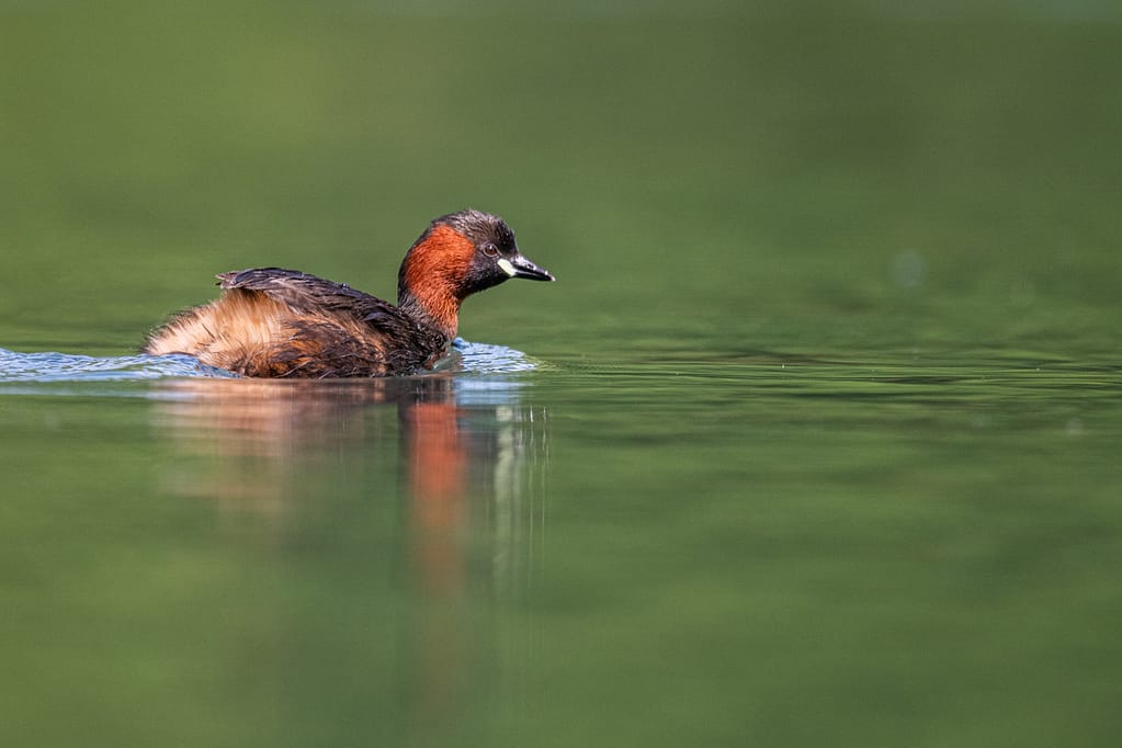 photo de grèbe castagneux