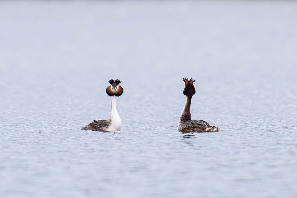 photo de parade nuptiale du grèbe huppé