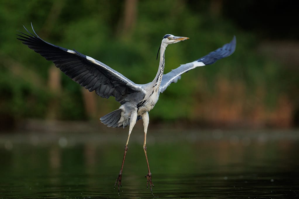 photo de héron au décollage au dessus de l'au