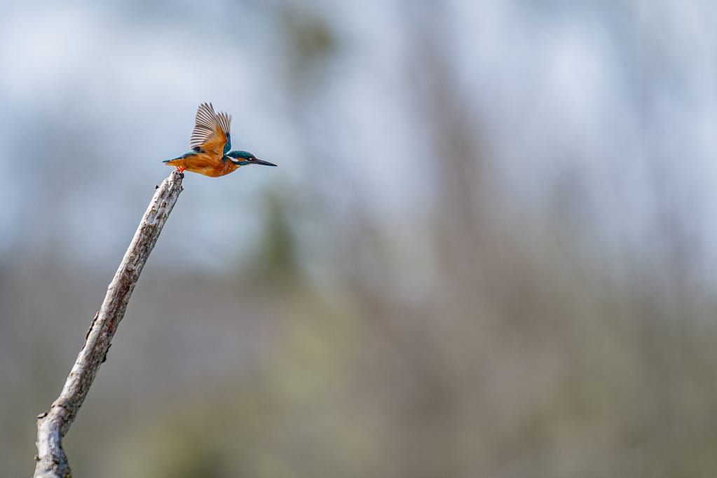 photo d'un Martin pécheur qui décale de son perchoir