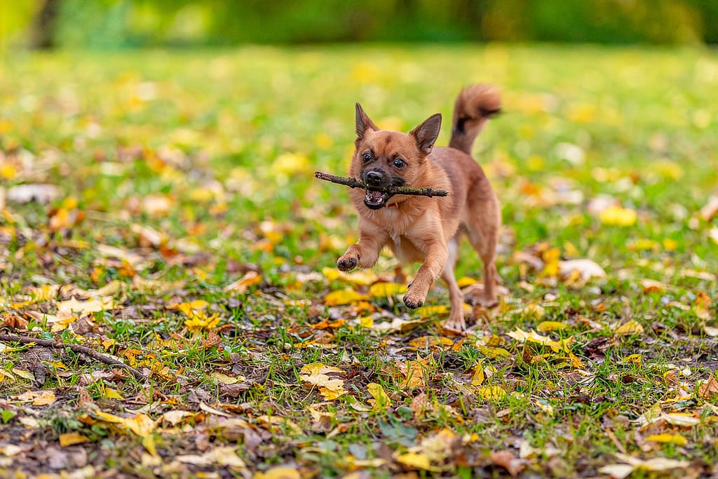 CANON R1 - RF 85mm1.2 - 12 000 iso