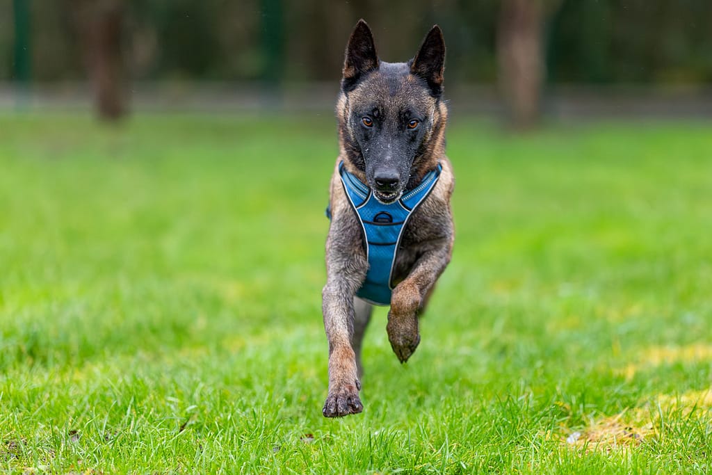 Tanji, berger belge malinois sans queue, courant sur une pelouse au refuge de la SPA d'Orgeval dans les Yvelines.