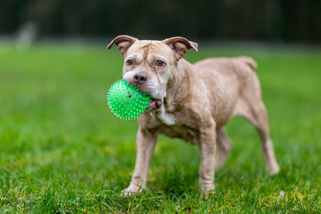 Kayla, une chienne type staff souffrant de diabète, jouant avec une balle verte au refuge de la SPA d'Orgeval dans les Yvelines.