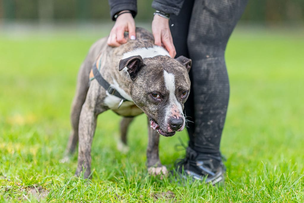 Max, un chien type staff, recevant des grattouilles d’un bénévole au refuge de la SPA d'Orgeval dans les Yvelines.