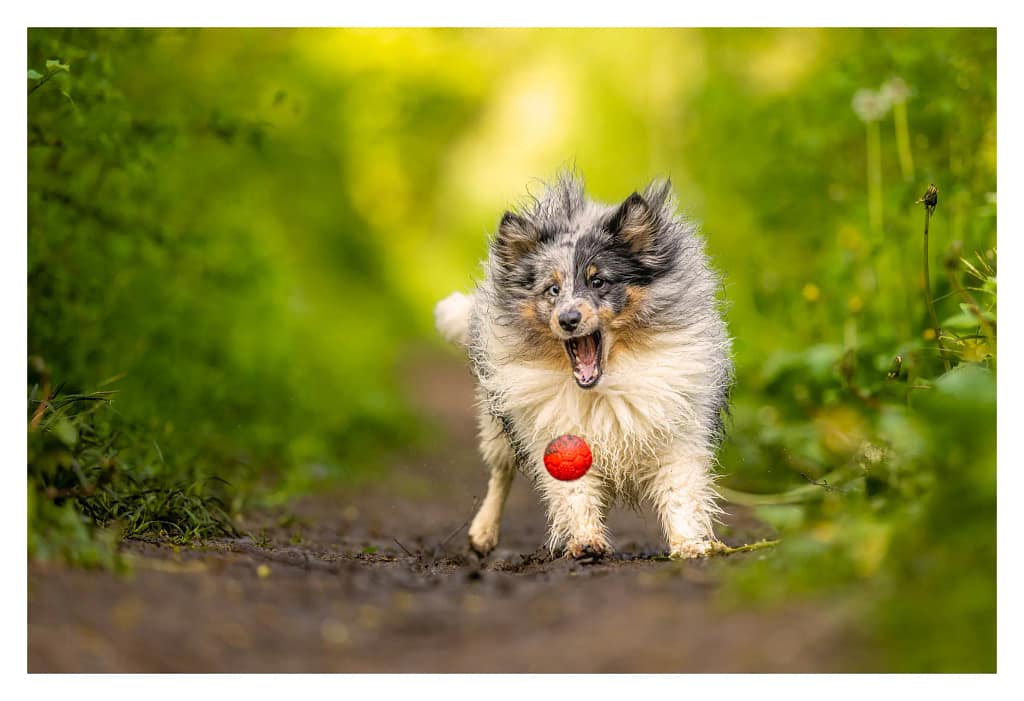 Berger des Shetland bleu merle en pleine course après une balle rouge sur un sentier naturel, photographié lors d’une séance photo canine en extérieur dans le Val-d’Oise.