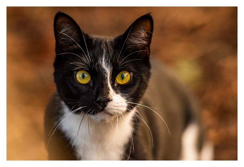 Portrait d’un chat noir et blanc aux yeux jaunes, capturé lors d’une séance photo animalière à domicile. Photographie réalisée dans le Val-d’Oise.