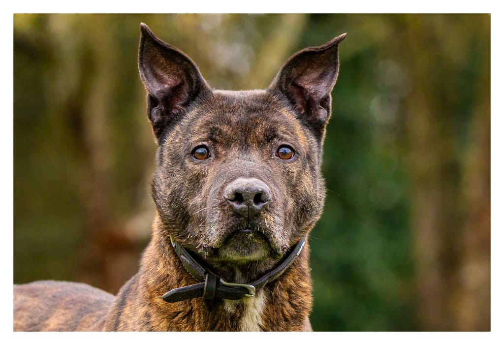 Portrait d’un chien bringé aux oreilles dressées, pris en extérieur lors d’une séance photo canine dans les Yvelines.