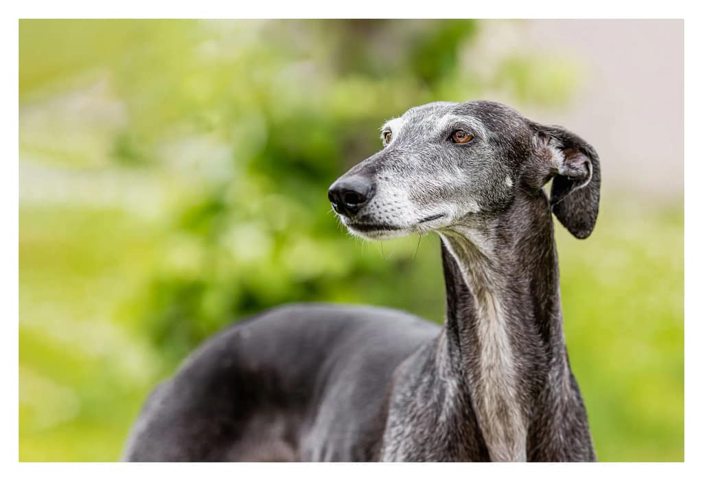 Portrait d’un lévrier gris en extérieur, capturé lors d’une séance photo animalière naturelle dans les Yvelines.