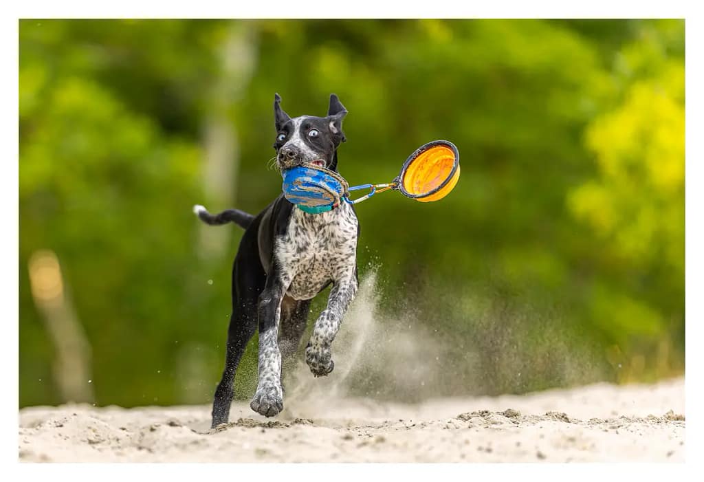 chiot ESD court dans le sableavec sa gamelle dans la gueule comme un jouet