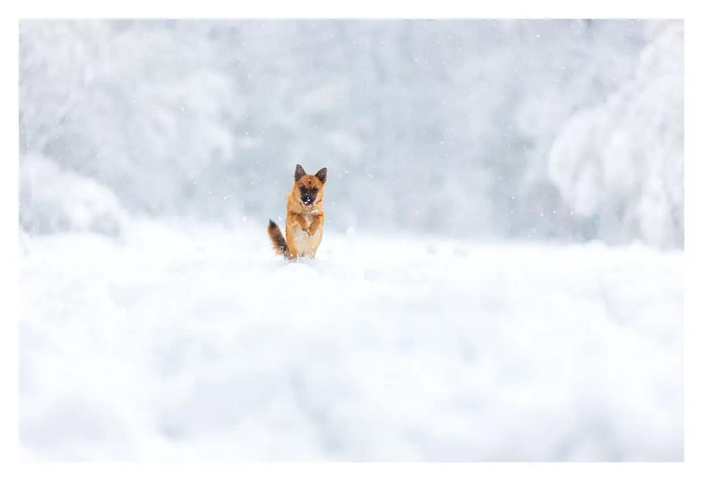 Chien croisé chihuahua - spitz saute debout dans la neige