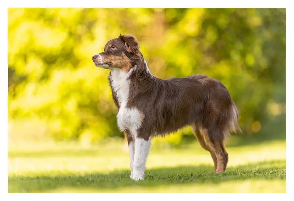Berger australien semble intrigué - seance photo Versailles