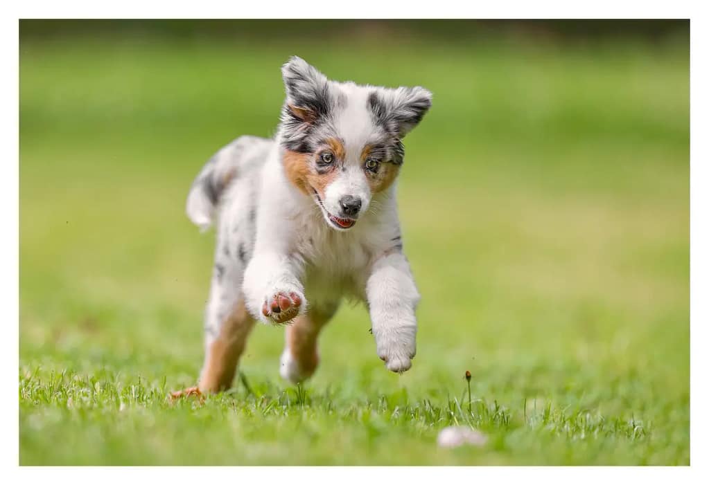 Chiot Berger Australien qui court dans l'herbe