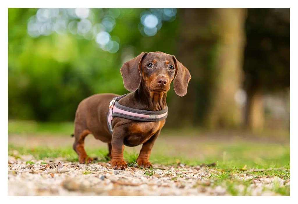 chiot teckel avec son harnais - Vaux-sur-seine