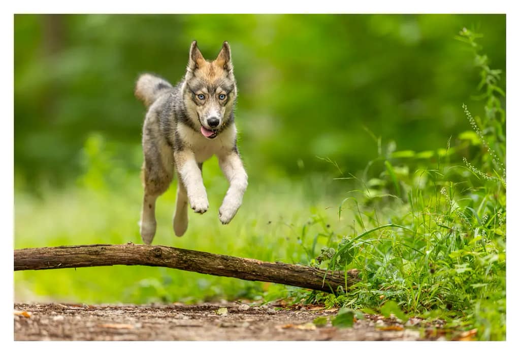 Chiot husky sautant un tronc en forêt, à Triel‑sur‑Seine (Yvelines)