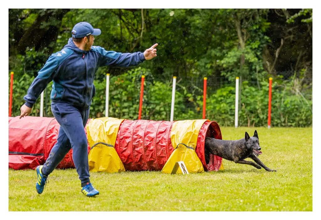 berger hollandais tunnel agility cergy