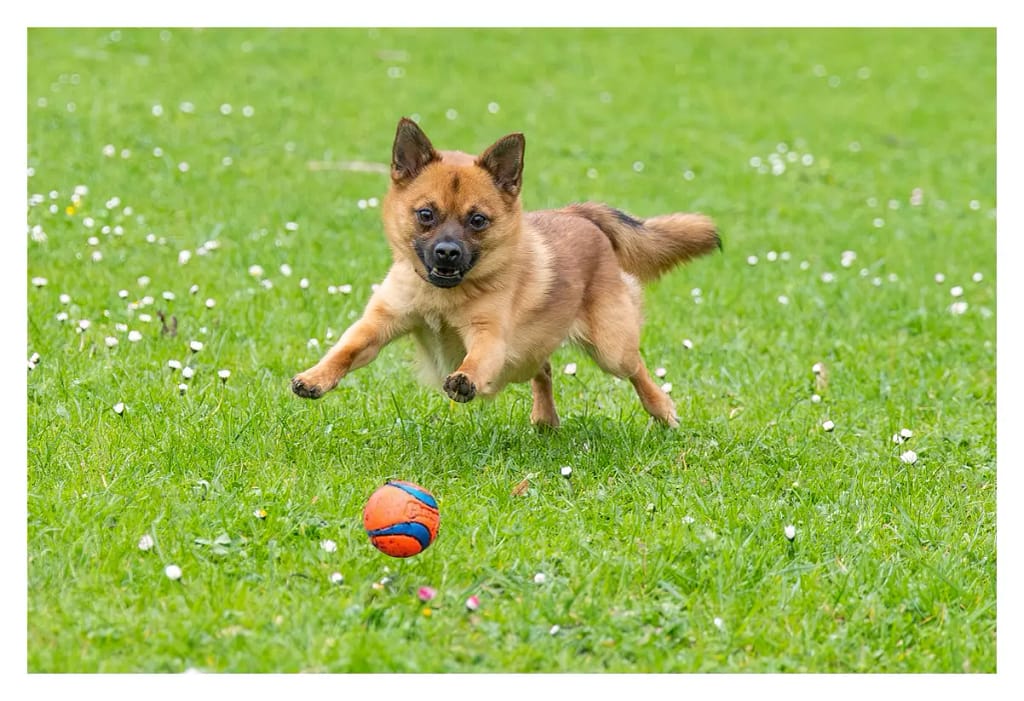 petit chien qui joue dans l'herbe avec une balle de la marque chuckit