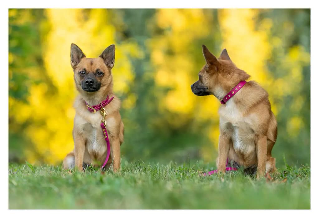 montage de deux photos d'un petit chien avec un collier et une laisse rose Madnesis. Le chien est d'abord de face et également de profil pour mieux montrer ces accessoires