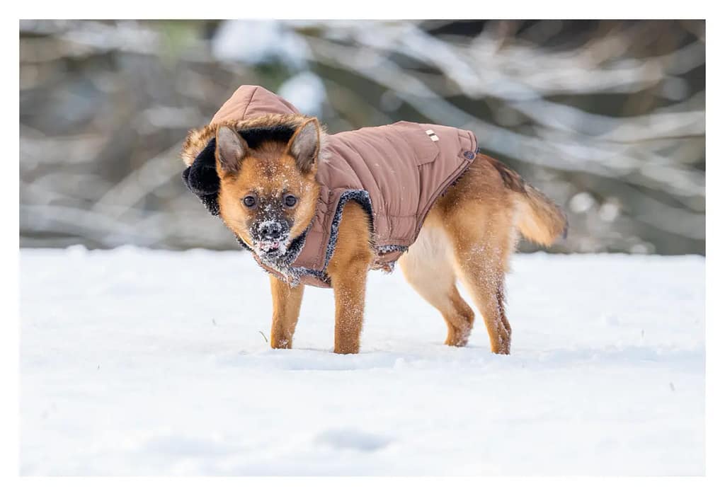 Petit chien qui s'est amusé dans la neige avec un manteau chaud pour ne pas avoir froid.