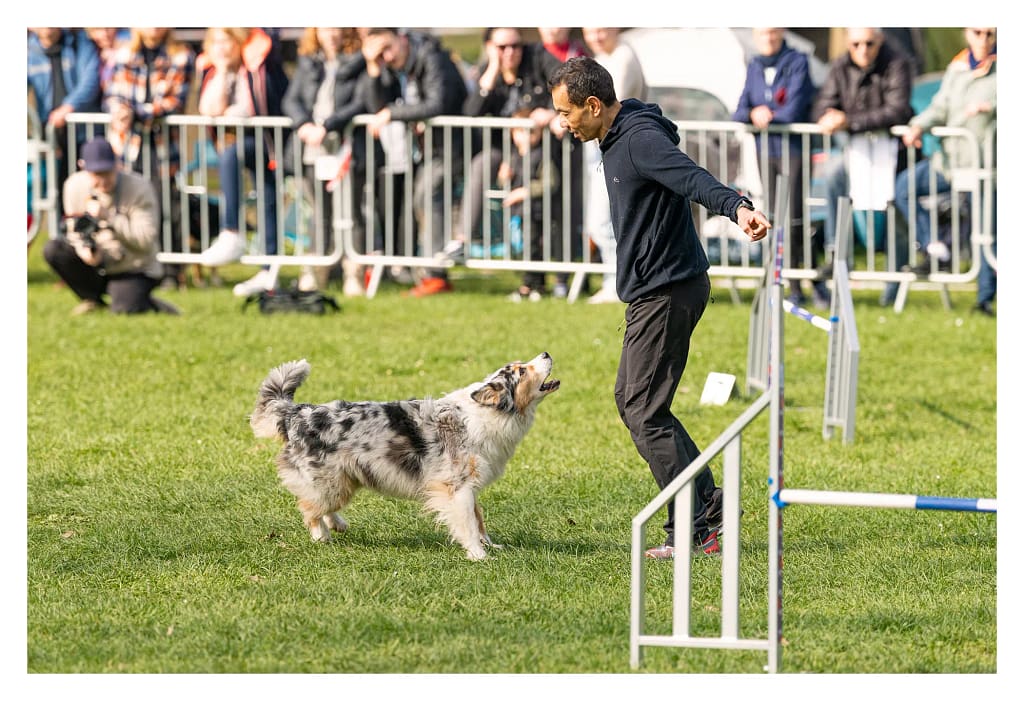 Berger australien aboyant vers son conducteur pendant le parcours d’agility
