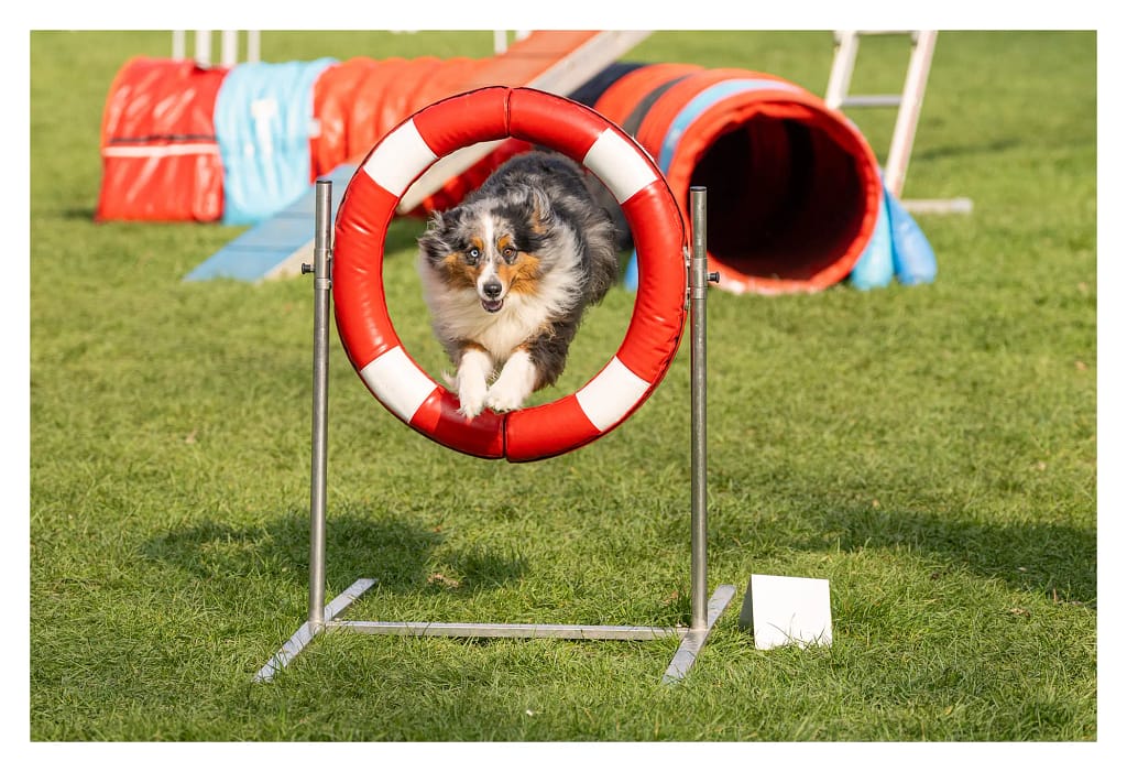 Berger australien sautant dans le cerceau pendant le concours d’agility