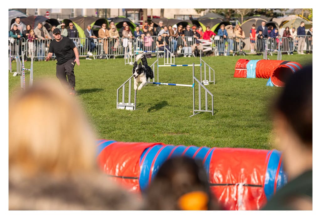 Border collie sautant un obstacle devant le public pendant le concours