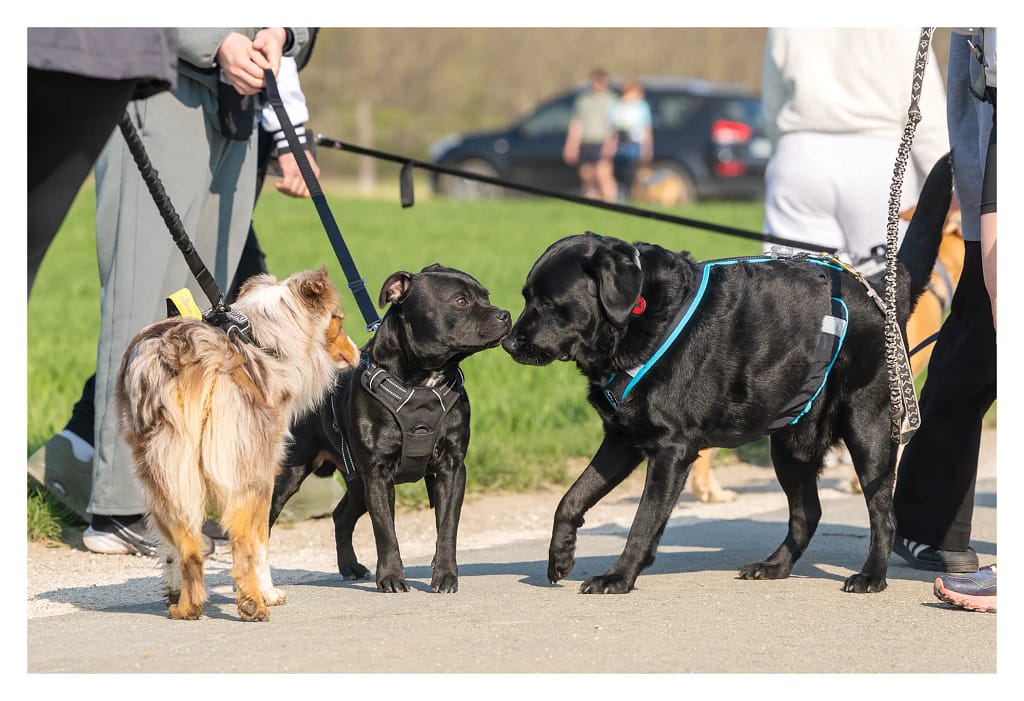 Plusieurs chiens font connaissance avant le départ du canicross Educhien 2026