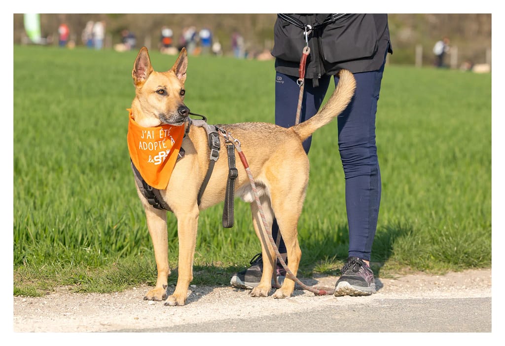 Chien avec bandana ou est inscrit "chien adopté à la Spa"