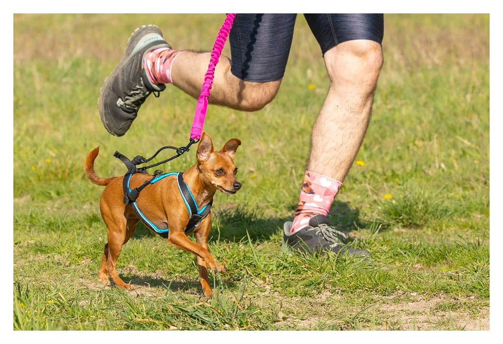 Pinscher au canicross Educhien 2026