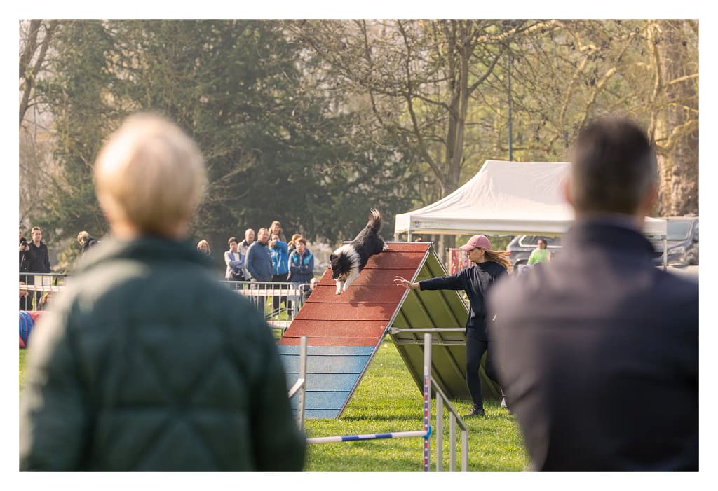 Chien franchissant la palissade pendant le concours d’agility devant les spectateurs