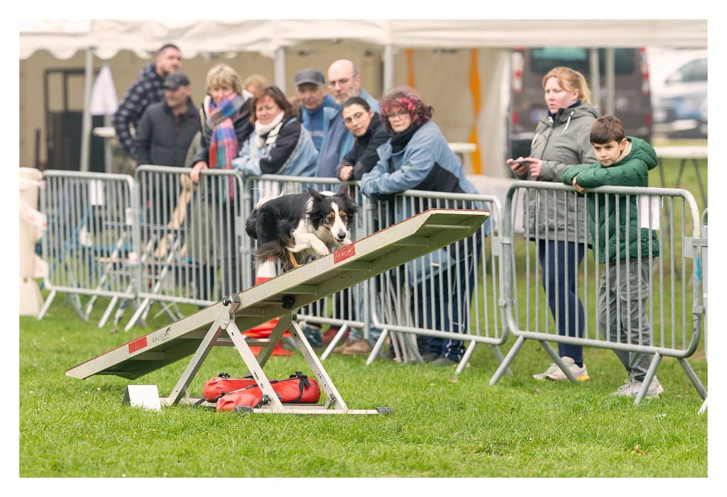 Chien descendant la bascule d’agility devant le public à L’Isle-Adam