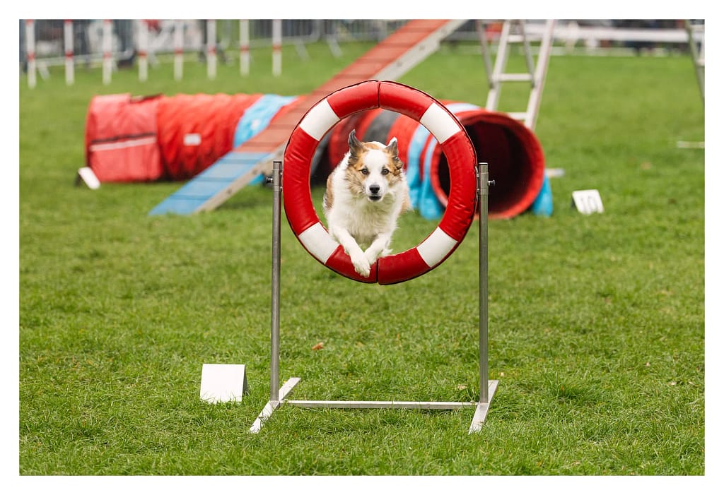 Chien franchissant un cerceau pendant le concours d’agility au parc Manchez à L’Isle-Adam