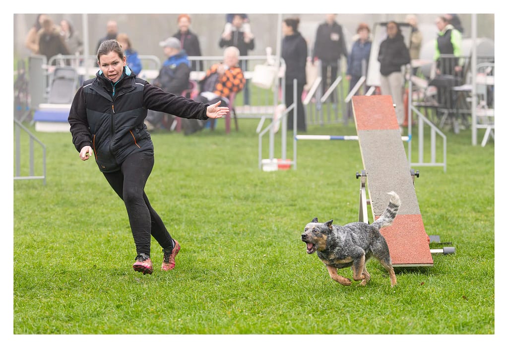 Chien et conductrice en pleine course sur le parcours d’agility après la bascule