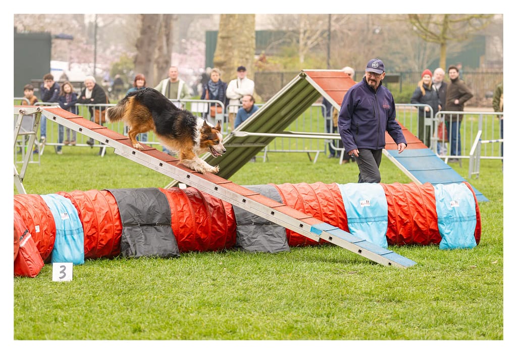 Chien sur la passerelle d’agility avec des spectateurs derrière au concours de L’Isle-Adam