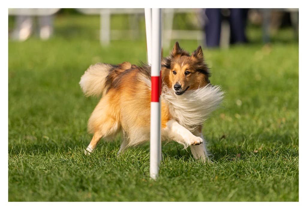 Chien shetland réalisant le slalom lors d’un parcours d’agility