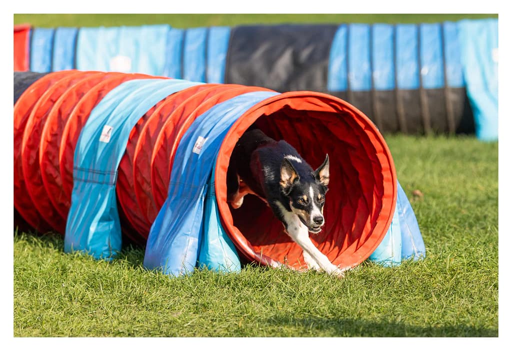 Chien sortant d’un tunnel d’agility sur le parcours du concours