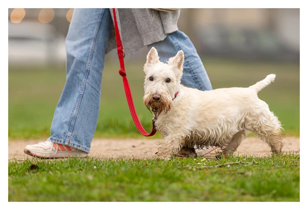 Chien visiteur observant le concours d’agility avec les spectateurs