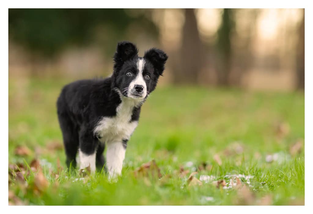 Séance photo spéciale chiot avec un border collie dans le Val-d'Oise
