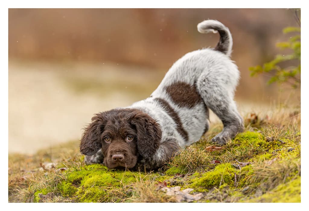 Chiot épagneul de Munster explorant la mousse lors d'une séance photo en extérieur dans le Val-d'Oise