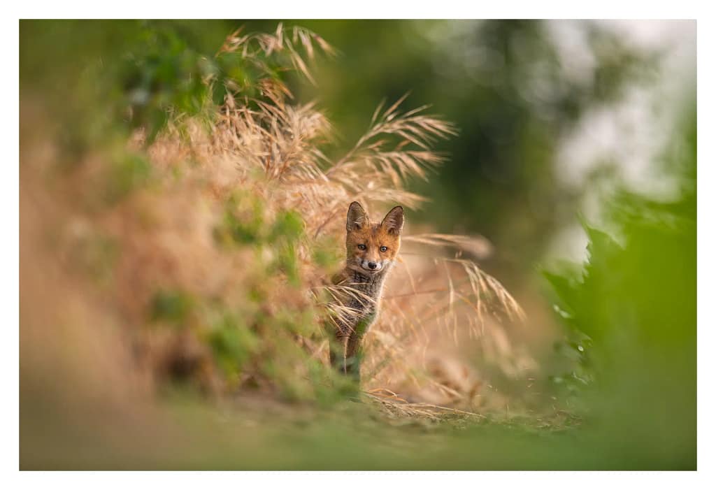 Renardeau en pleine nature dans le Val-d'Oise