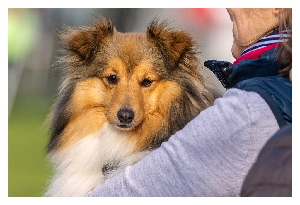 Shetland dans les bras de sa propriétaire après son passage en agility