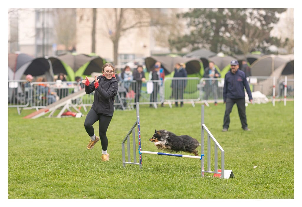 Shetland sautant une barre d’obstacle pendant le concours d’agility