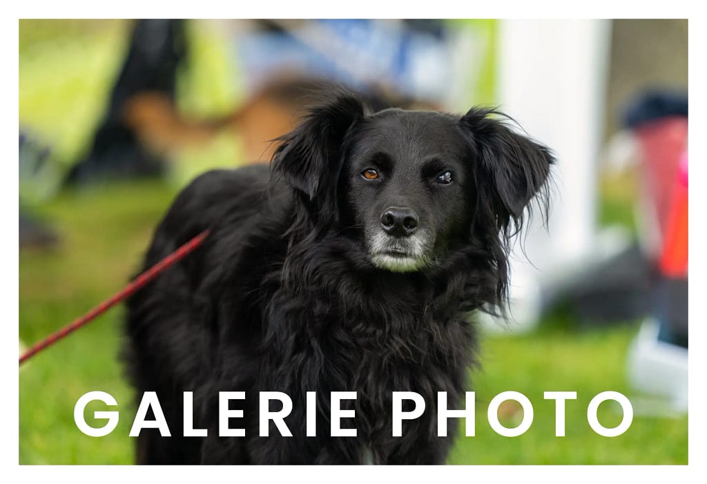 portrait d'un chien noir de face au salon du bien-être animal de Carrière-sous-Poissy. Ecriture Galerie photo en blanc