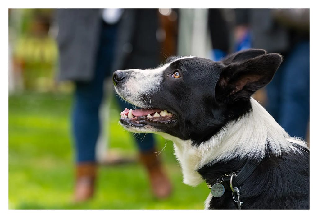Portrait d'un Border collie observe les visiteurs au salon du bien-être animal de Carrières-sous-Poissy